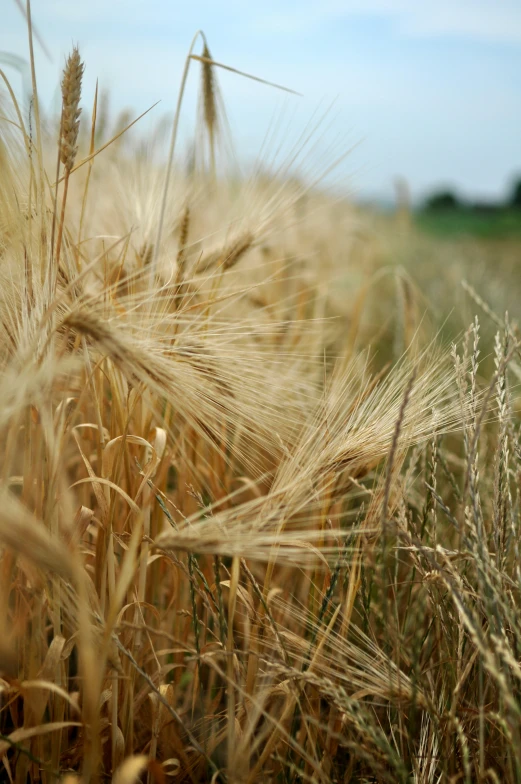 this is a field of wheat that needs to be harvested