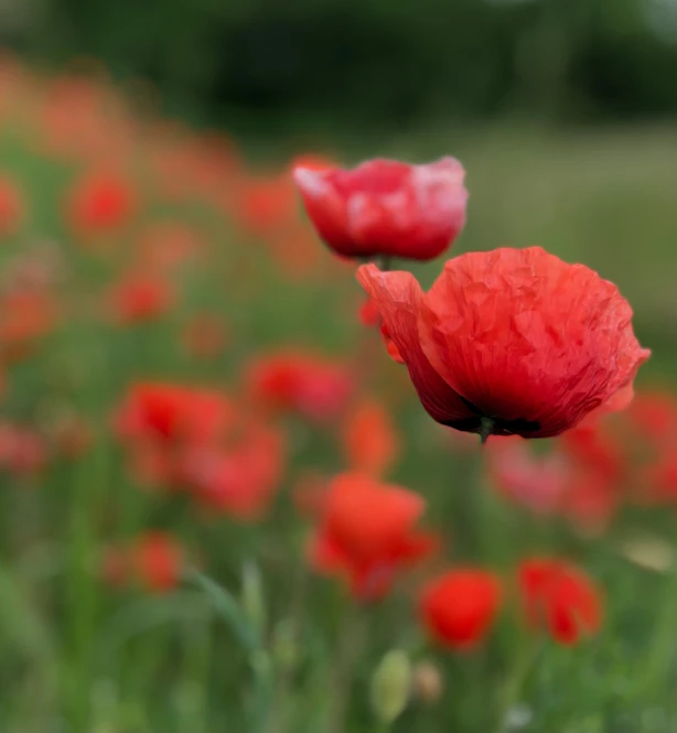 a red flower sitting in the middle of a field