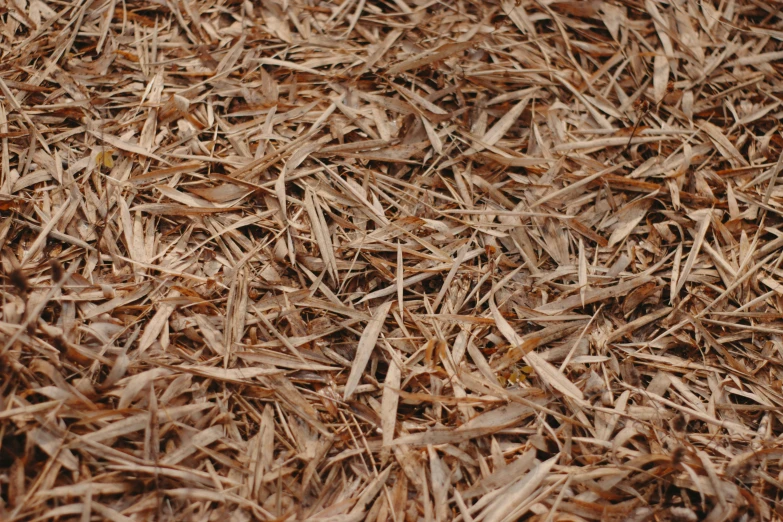 a brown grass field with some brown leaves