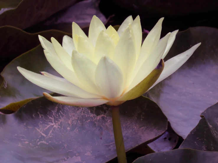 a yellow water lily blooming with green leaves