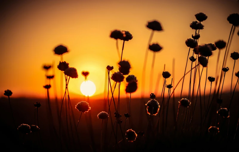 the sun is setting behind some flowers