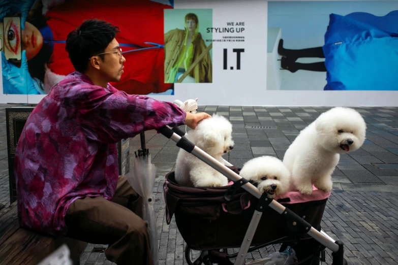 a man is pulling two puppies in a stroller