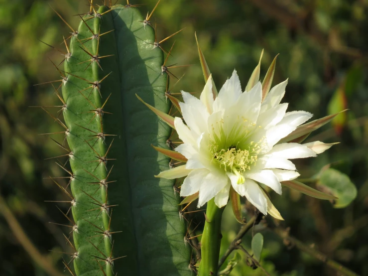 a big flower is on top of a small cactus