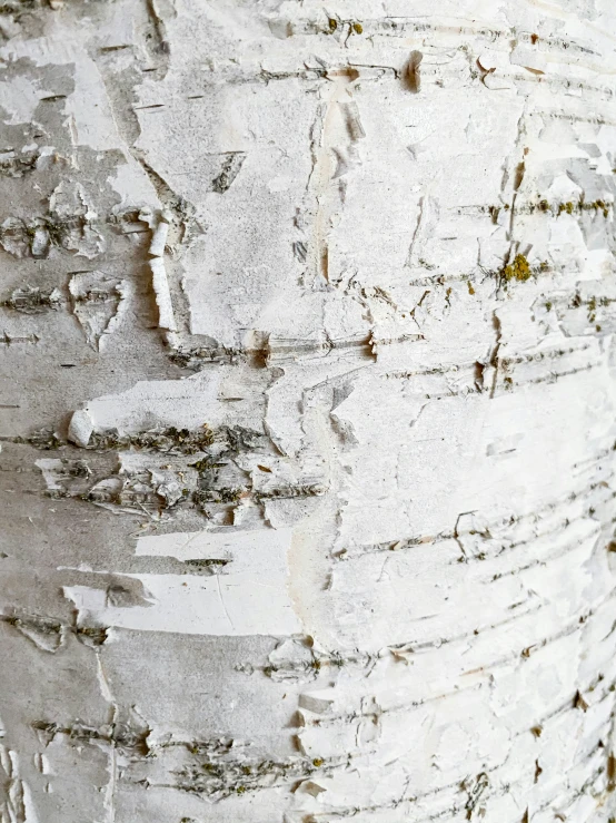 a close up of a large white tree with chipped paint
