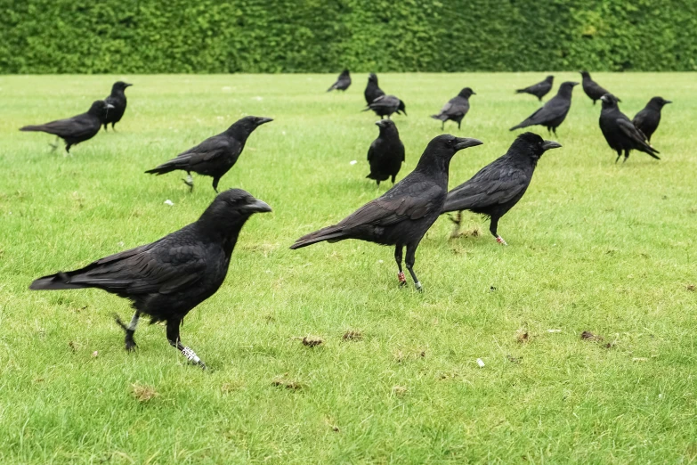 black crows gathered on grass in a field