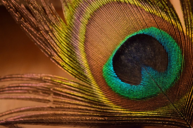 a closeup po of a peacock's feathers
