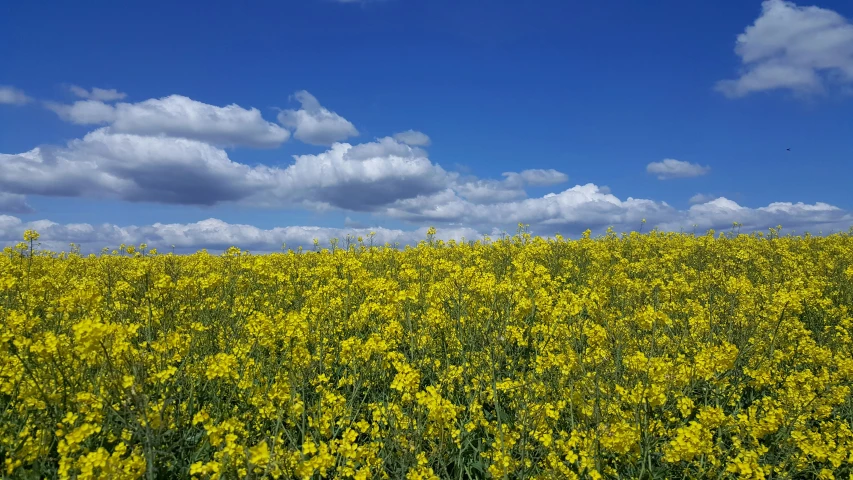 a tall field with yellow flowers under a cloudy blue sky