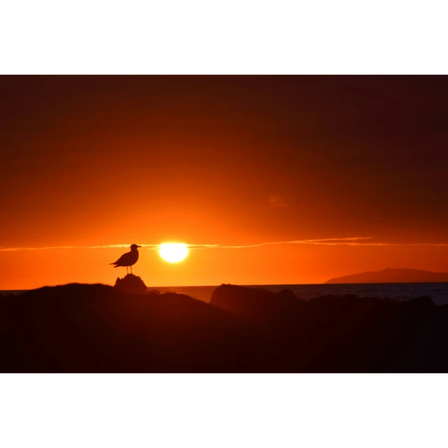 bird perched on top of a small rock in the sunset