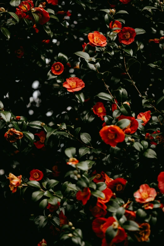 red flowers with green leaves growing on a tree