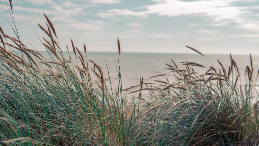 grass on the beach near the water during a sunny day