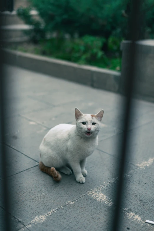 a white cat sitting on the ground near a fence