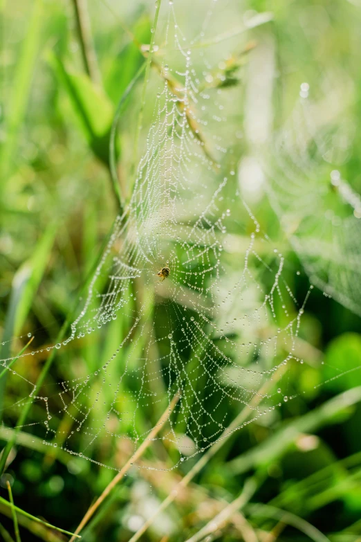 closeup s of a spider web in grass