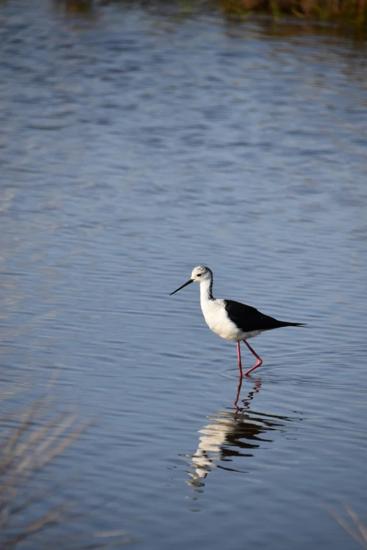 a white and black bird is standing in the water