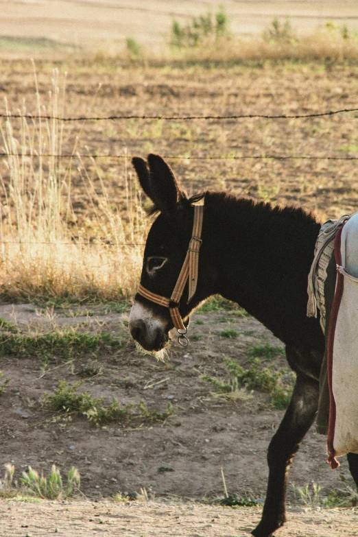 a donkey walking along a road in front of a barbed wire fence