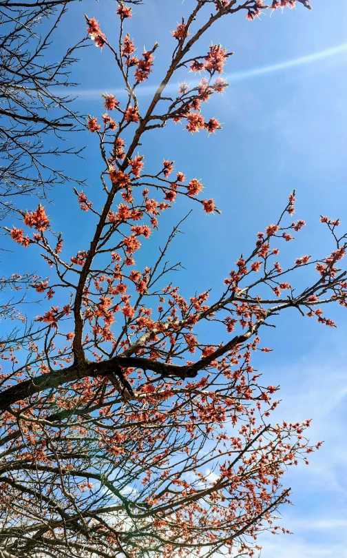 tree with small red flowers in front of blue sky