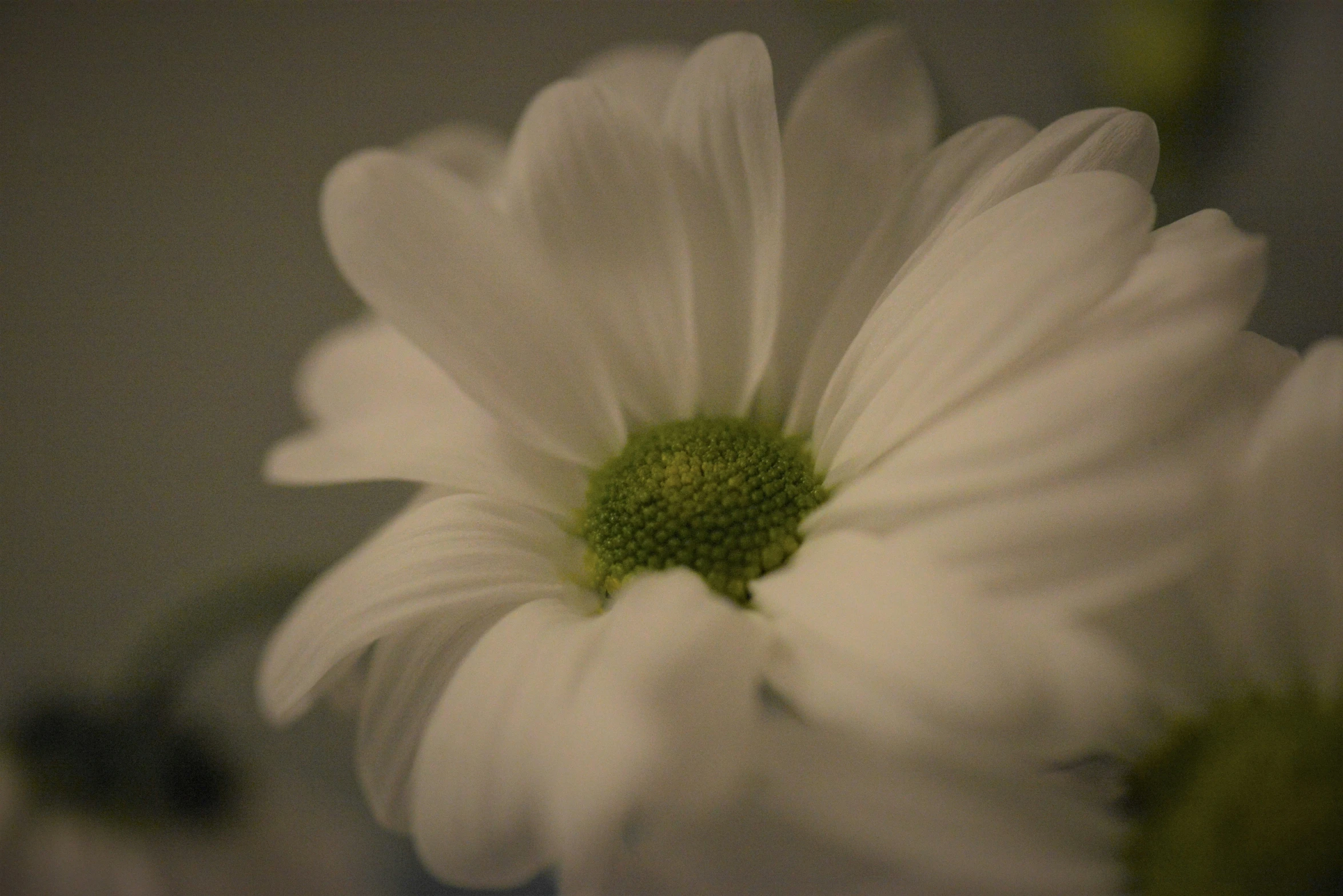 the center of a flower that is in a vase