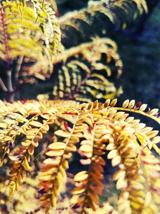 a cluster of red leaves sitting on the ground