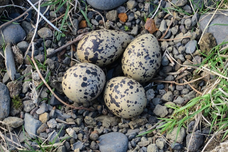 birds are nesting together in rocks and grass