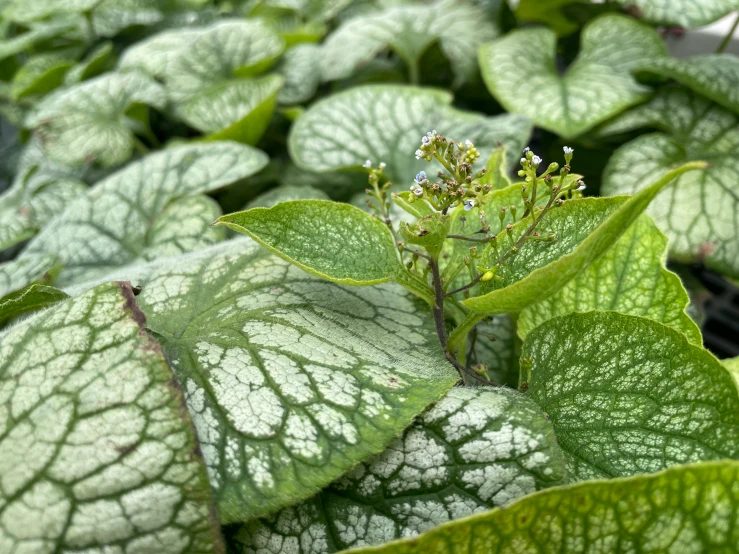 an open green leaf with some little white dots