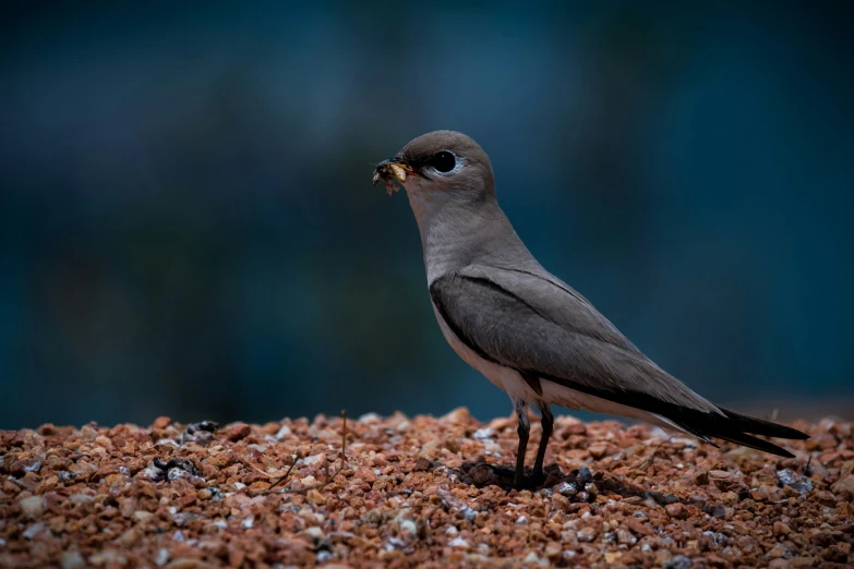 a bird standing on the ground eating soing