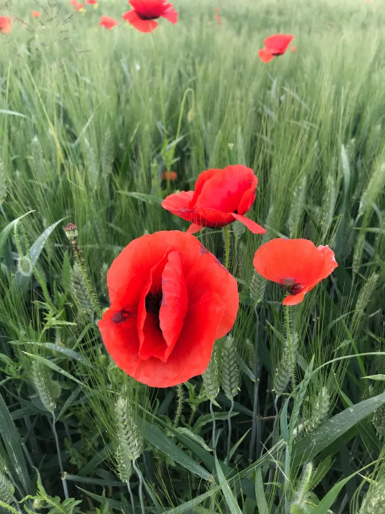 there is a field of tall green grass with red flowers