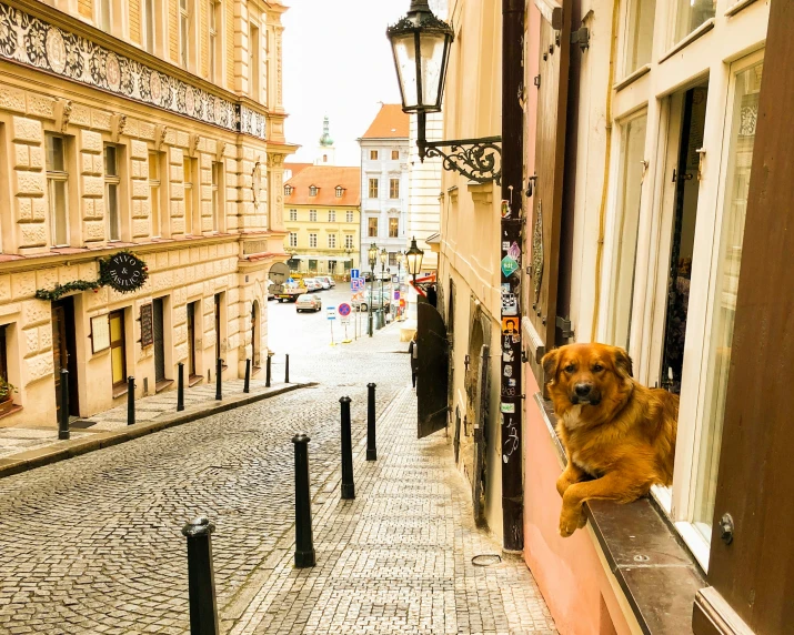 a small dog sitting by a window on a cobblestone road