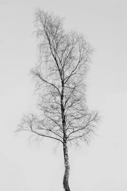 a tree standing in a field with grass under it