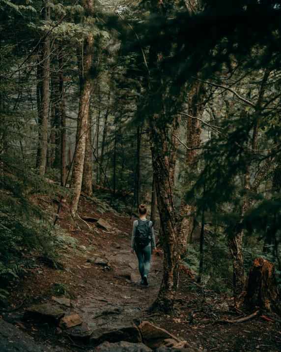 a person walks down a path through the woods