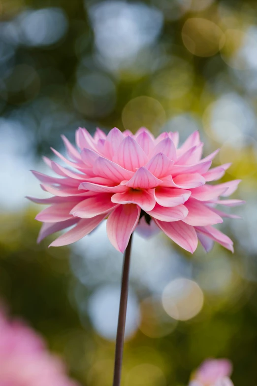 a pink flower in a garden with boket blurry background