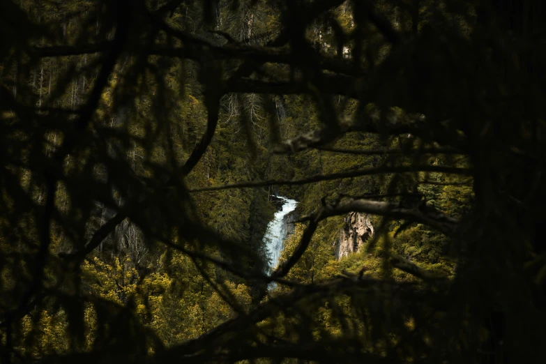 the sun shines through a thicket of trees with a stream running between them