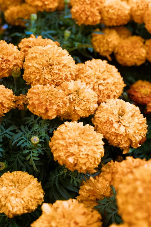 many orange flowers all in different bunches