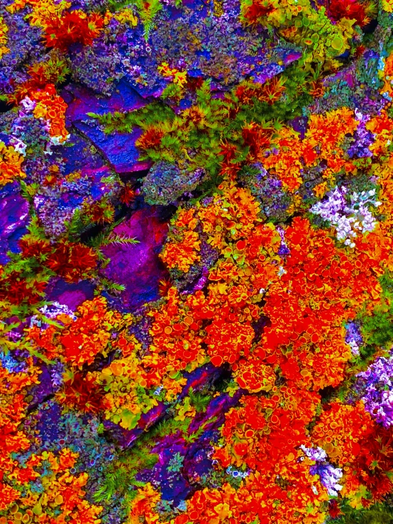 an abstract, colored pograph of flowers