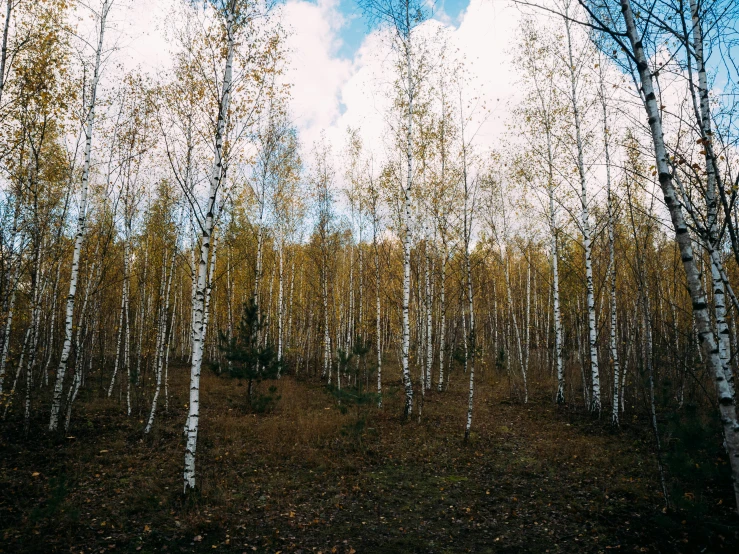 trees stand near each other in the woods