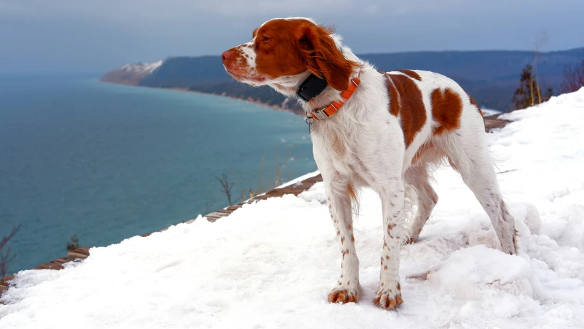 a dog is on a hill looking at the camera