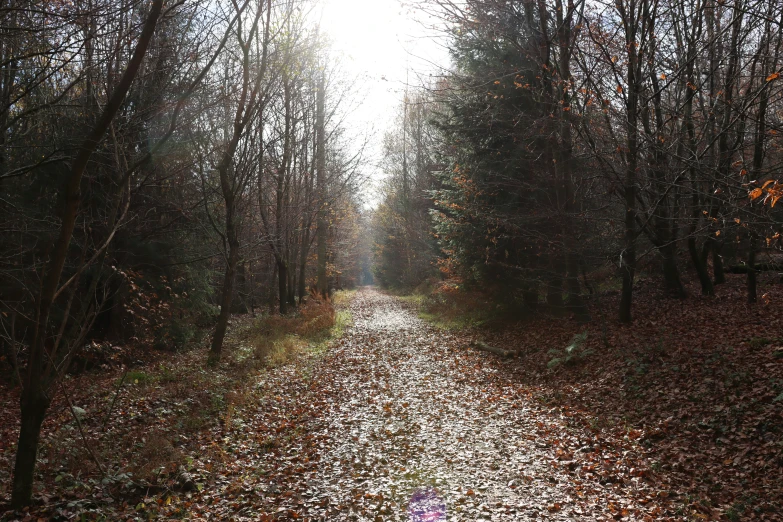 the road is covered in lots of fall leaves