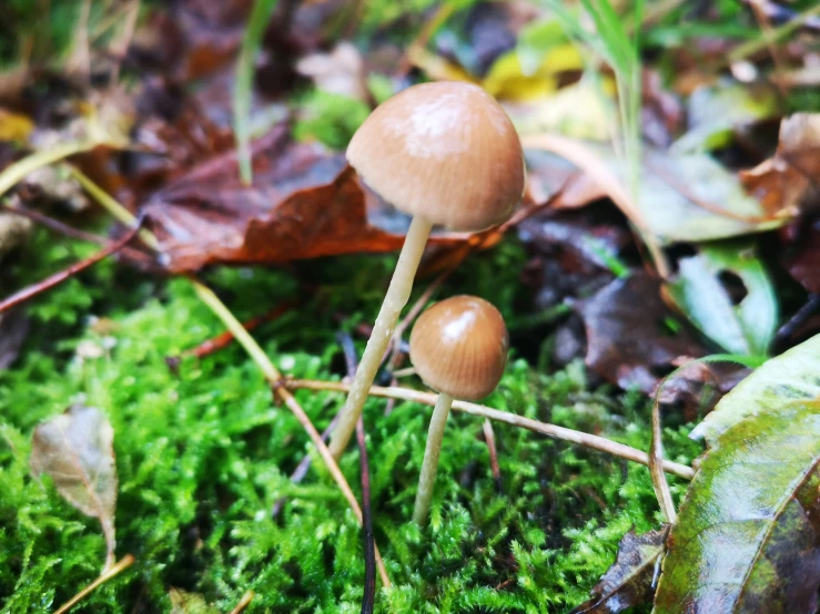 a group of mushrooms that are sitting on the ground