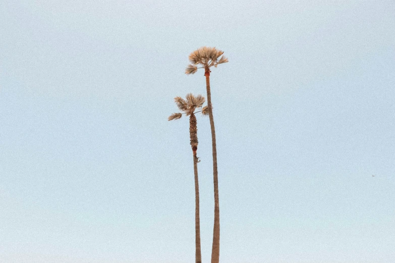 two palm trees stand side by side against a blue sky