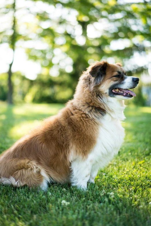 the dog sitting in the grass is looking into the distance