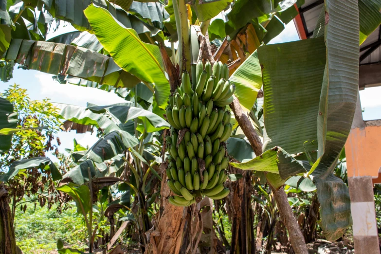 bunches of bananas growing in a tree in the middle of a banana farm