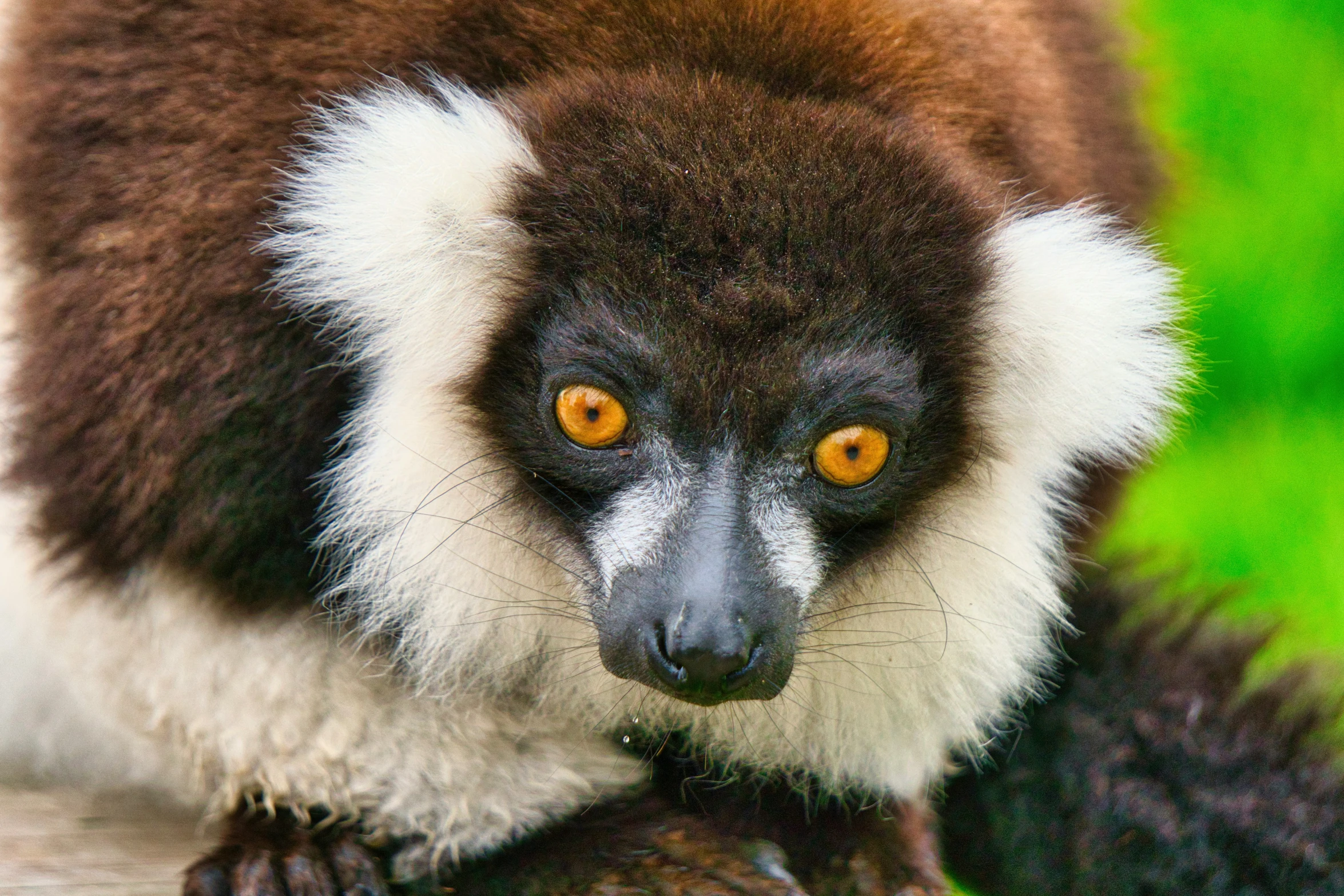 a large brown and white monkey with big eyes