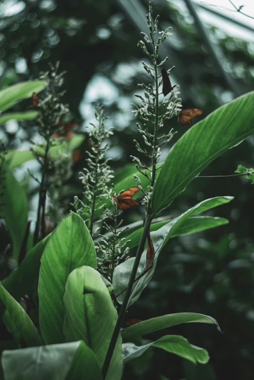 an up close po of some leaves and flowers