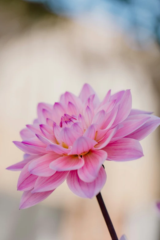 closeup of the center of a pink flower