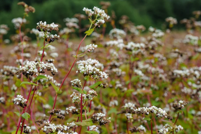 many small white flowers are in the grass