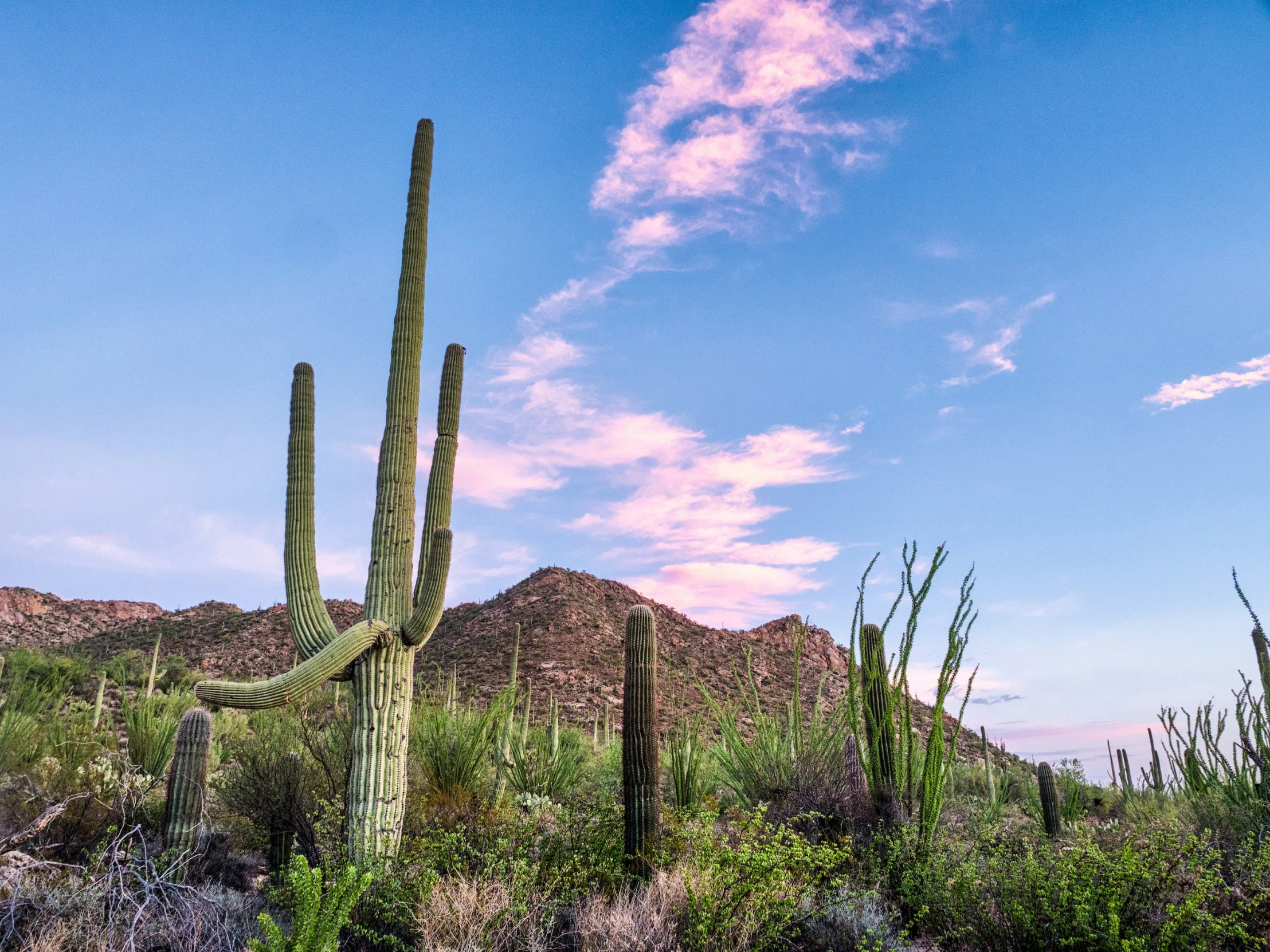 a large saguado cactus surrounded by other cacti