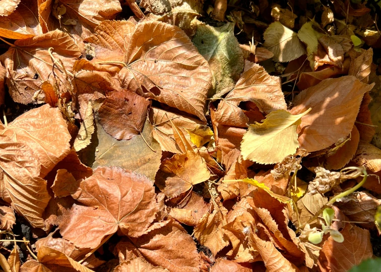 there is some orange leaves on the ground