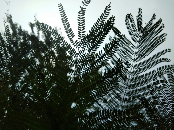 closeup of the top leaves on a tree