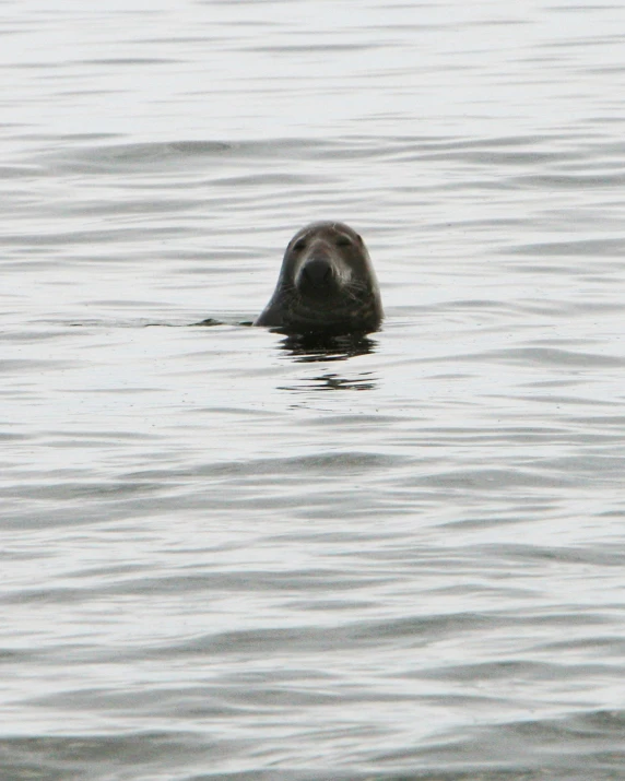 an animal that is swimming in some water