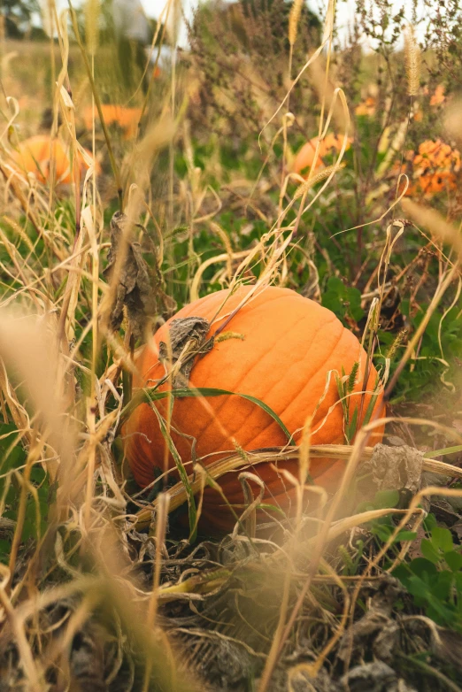 there is an orange pumpkin sitting in the grass