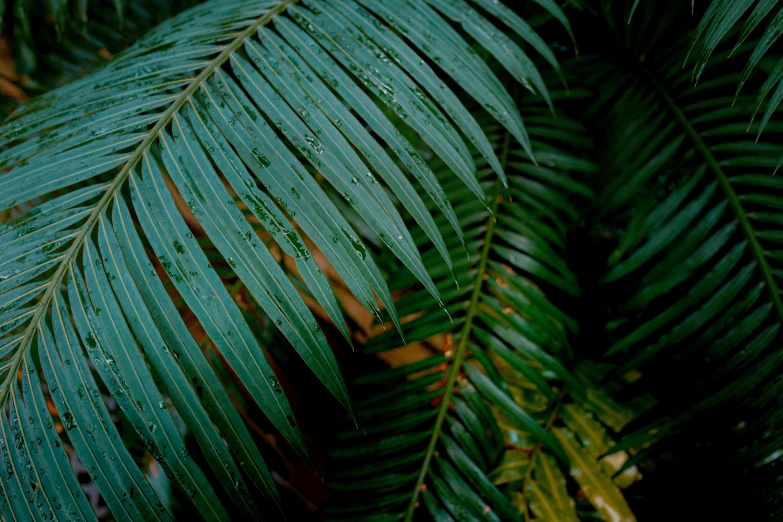 a close up s of some green leaves