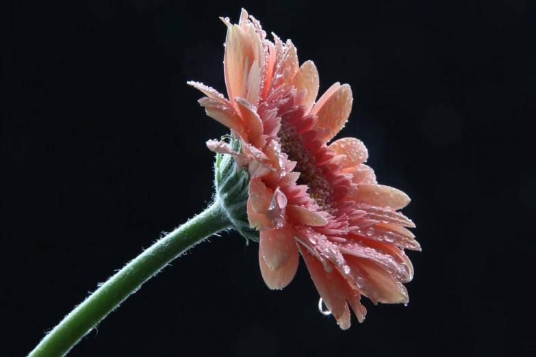 the flowers are bright and water drops form on them